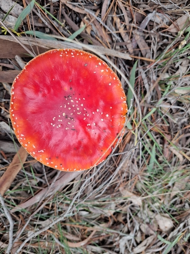 Fly Agaric