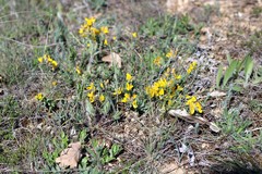 Genista albida