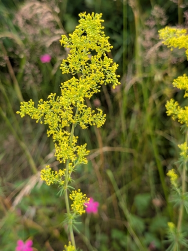 Lady's Bedstraw