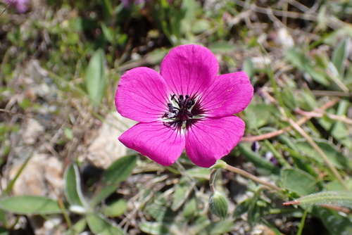 Grey Crane's-bill