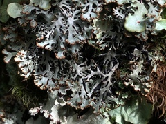 Hypogymnia incurvoides