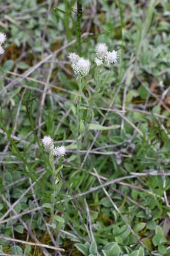 Antennaria carpatica, photograph 3