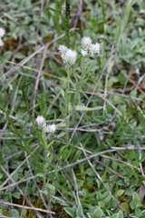 Antennaria carpatica, photograph (c) Matteo Martini, some rights reserved (CC BY)