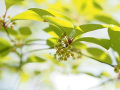 Lindera umbellata