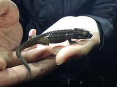 Bradypodion gutturale