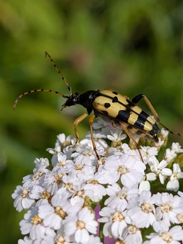 Spotted Longhorn Beetle