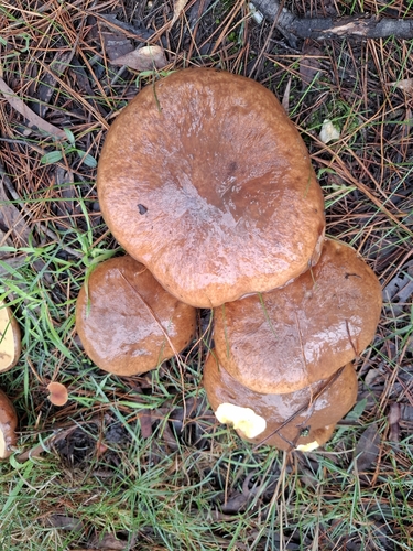 Purple-veiled Slippery Jack