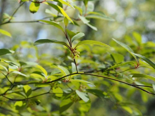 Image of Lindera umbellata by (c) Yoshimasa Uchiyama, some rights reserved (CC BY)