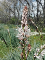 Asphodelus albus