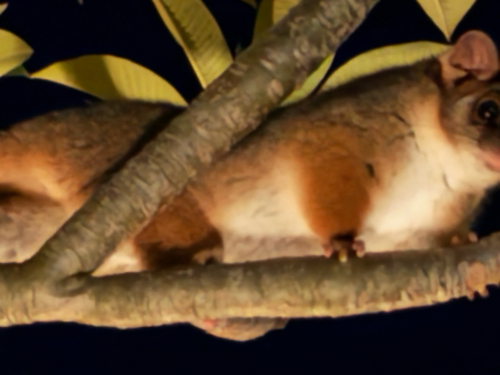 Eastern Ring-tailed Possum