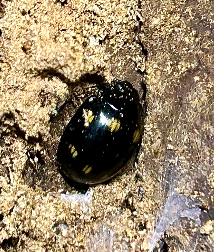 Paropsisterna octosignata