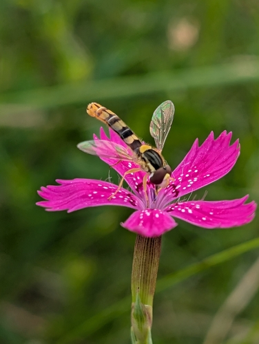 Common Globetail