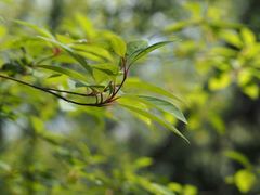 Lindera umbellata