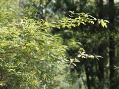 Lindera umbellata