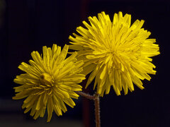 Crepis sancta