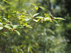 Lindera umbellata
