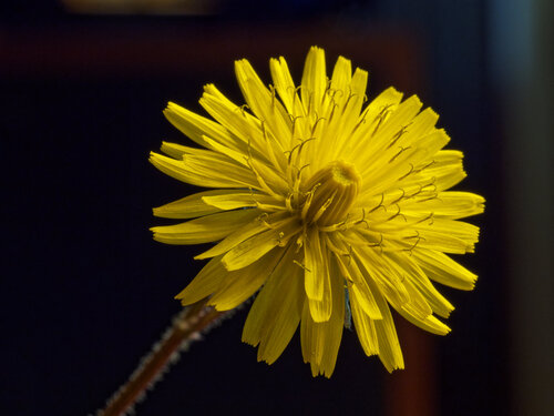 Crepis sancta, photograph 1