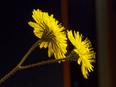 (c) Philippe Hornus, some rights reserved (CC BY) Crepis sancta, photograph (c) Philippe Hornus, some rights reserved (CC BY)