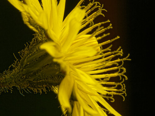 Crepis sancta, photograph 3