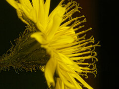 (c) Philippe Hornus, some rights reserved (CC BY) Crepis sancta, photograph (c) Philippe Hornus, some rights reserved (CC BY)