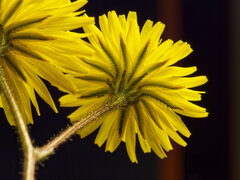 (c) Philippe Hornus, some rights reserved (CC BY) Crepis sancta, photograph (c) Philippe Hornus, some rights reserved (CC BY)
