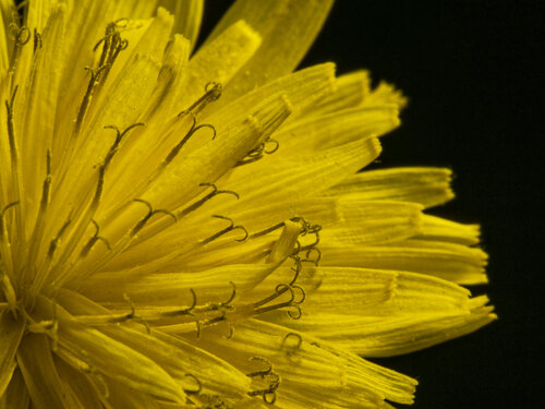 Crepis sancta, photograph 5