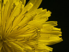 (c) Philippe Hornus, some rights reserved (CC BY) Crepis sancta, photograph (c) Philippe Hornus, some rights reserved (CC BY)