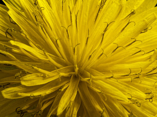 Crepis sancta, photograph 6