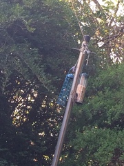 Passer domesticus