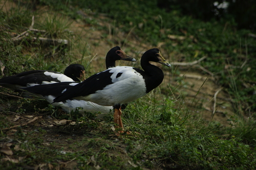 Magpie Goose