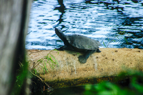 Krefft's River Turtle