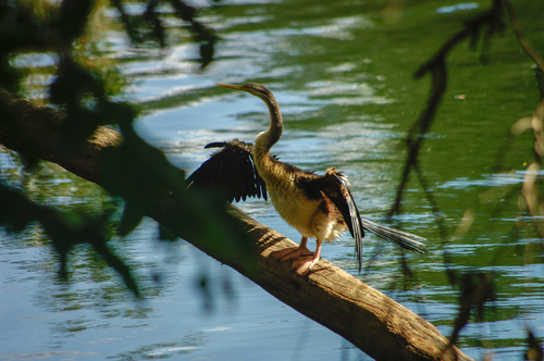 Australasian Darter