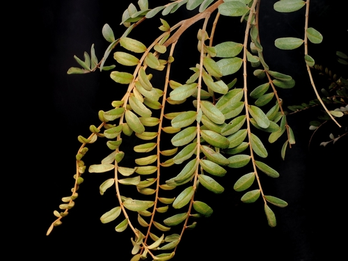 Sophora tetraptera
