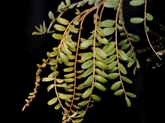 Sophora tetraptera