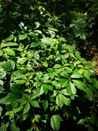Penkialapis vynvytis