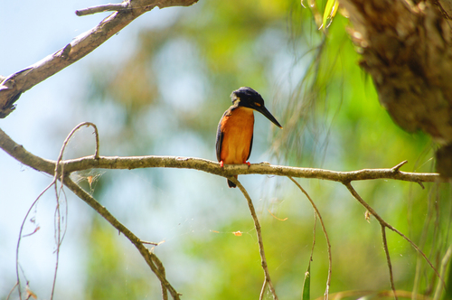 Azure Kingfisher