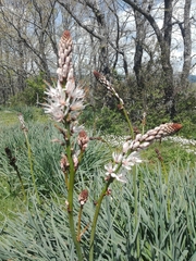 Asphodelus albus