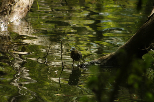 Little Heron