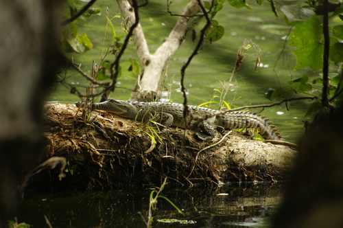 Freshwater Crocodile