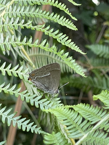 Purple hairstreak