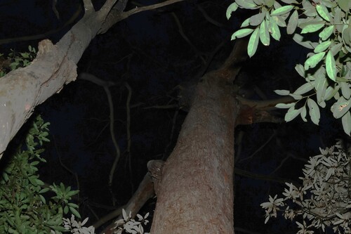 Eucalyptus pilularis, photograph 5