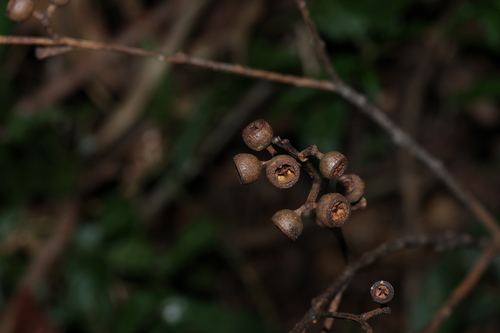 Eucalyptus pilularis, photograph 3