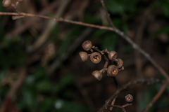 Eucalyptus pilularis, photograph (c) Greg Tasney, some rights reserved (CC BY-SA)