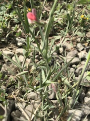 Lathyrus cicera