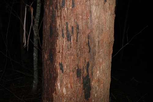 Eucalyptus pilularis, photograph 4