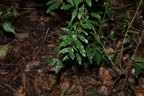 Small-leaved plane