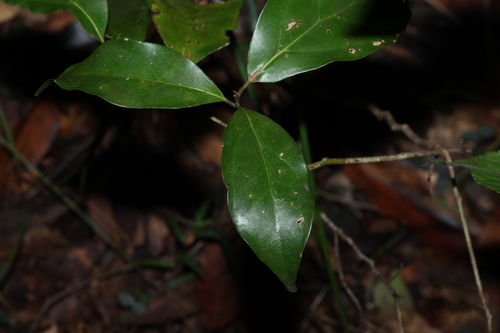 Domatia Tree