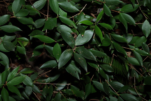 Tree Heath