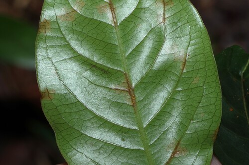 Myrtle Rust