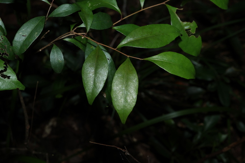 Hard Quandong